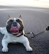 dog leash carabiner