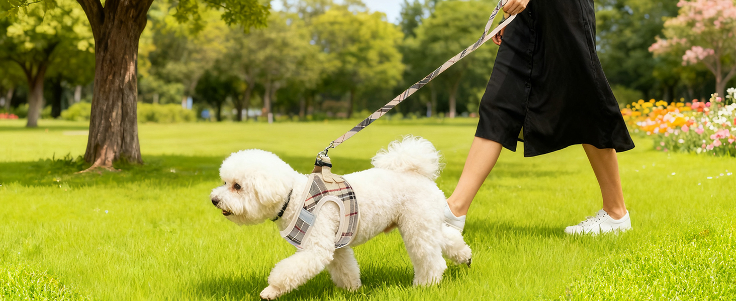 dog harness