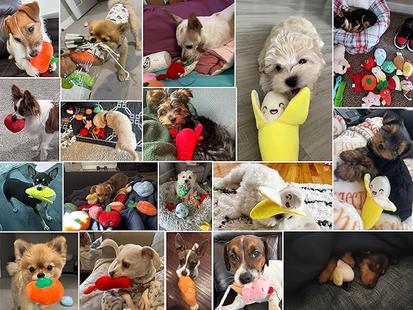 dogtoy
