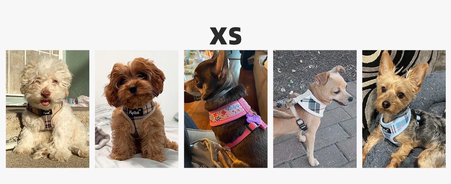 dog harness