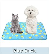 Blue Duck