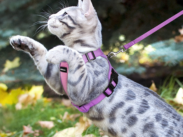cat harness