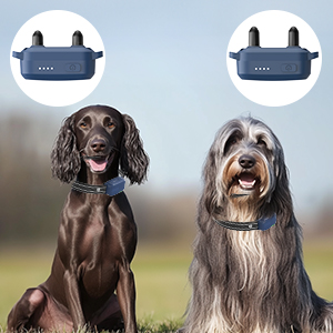 small dog shock collar