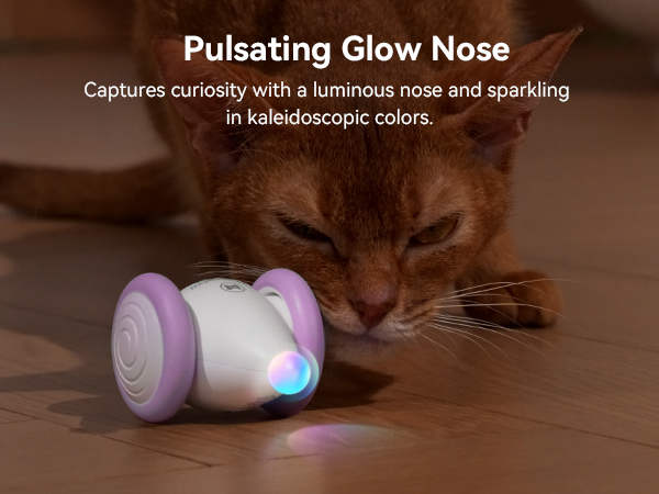 interactive ball cat toy