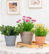 plant pots