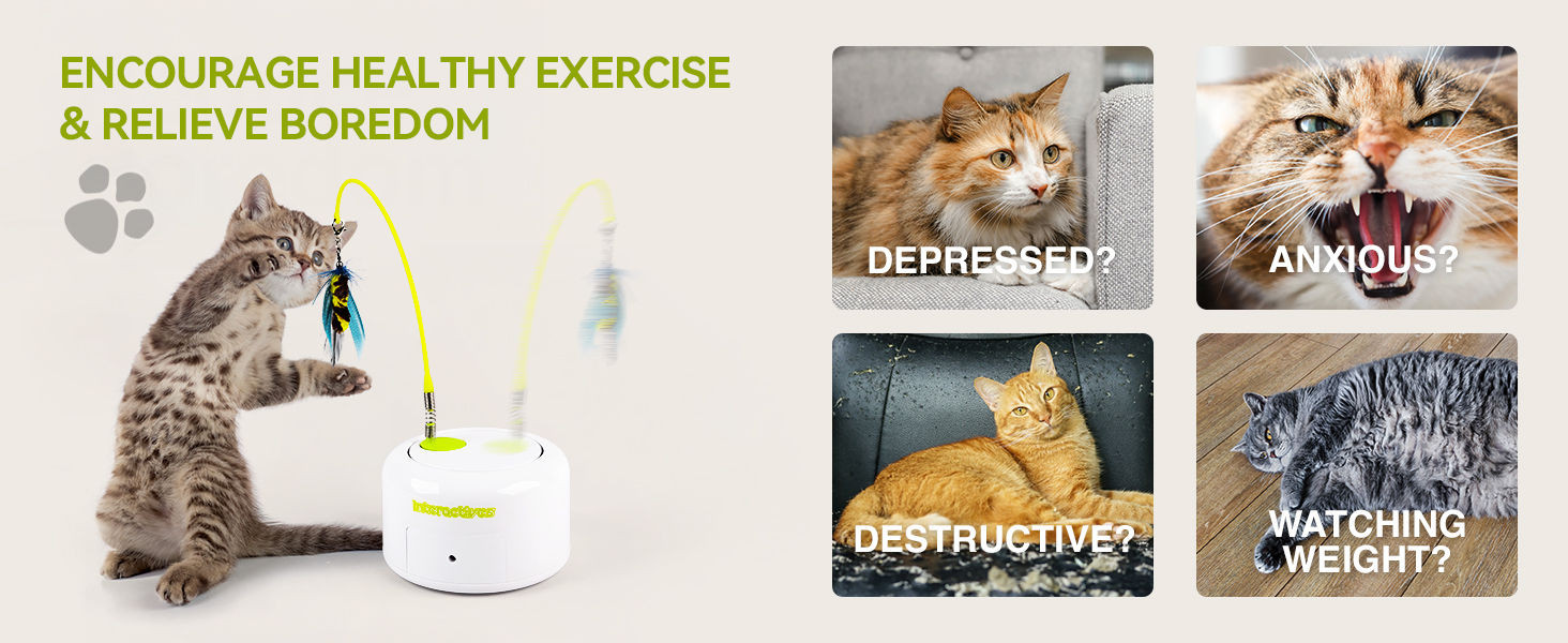 3243 cat toy