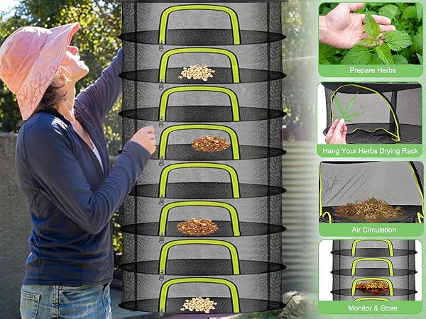 Process of Drying Herbs for Use