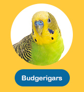 Budgie
