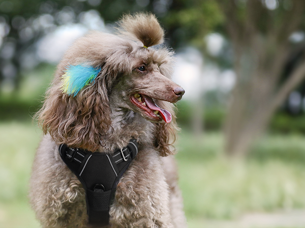 dog harness no pull