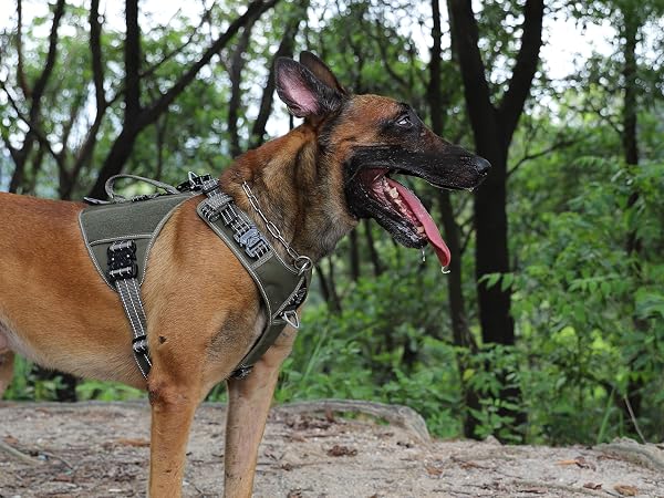 dog harness large