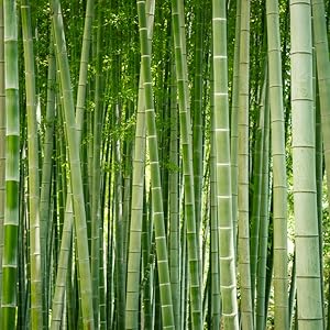 bamboo