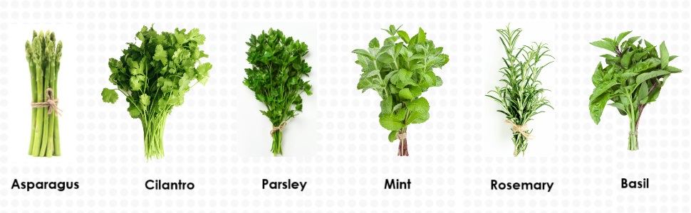 herb keeper