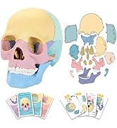 2024 New Human Anatomy Skull Model,17 Part Puzzle of Skull and 10 Knowledge Flash Cards, Detachab...