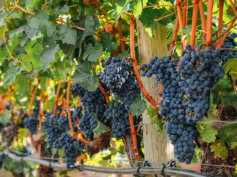 a bunch of grapes on a vine