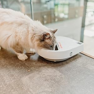 Cat eating from C300