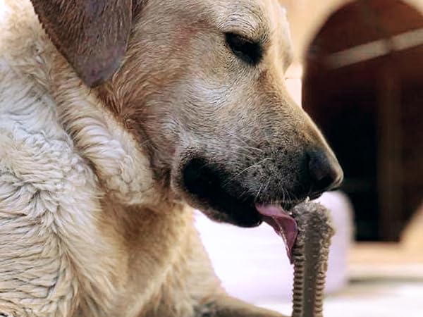 SuperBrush Bullibone dog dental chew toy