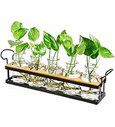 THYGIFTREE Plant Propagation Stations with Metal Stand, Tabletop Plant Terrarium for Propagating ...