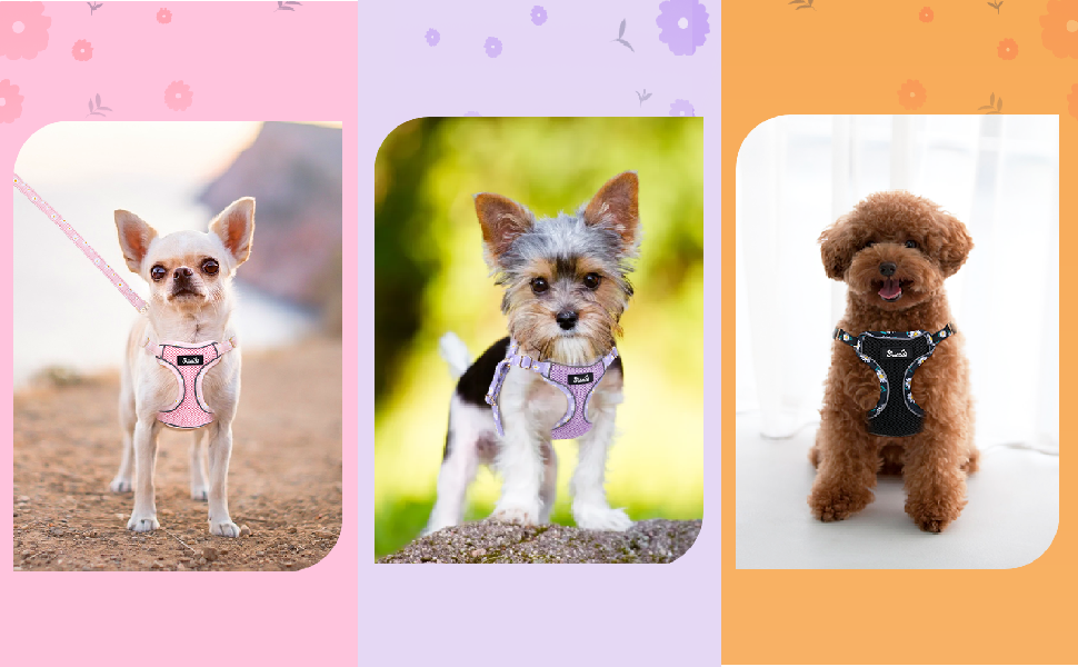 small dog harness and leash set