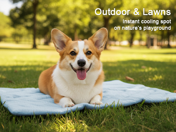 Outdoor & Lawns