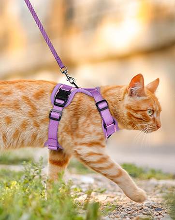 cat harness
