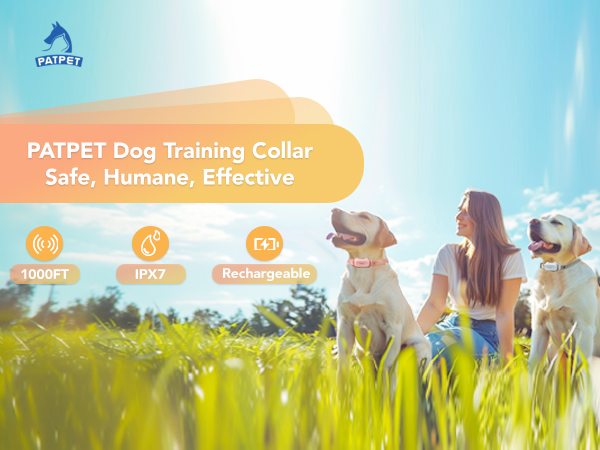 dog training collar with remote