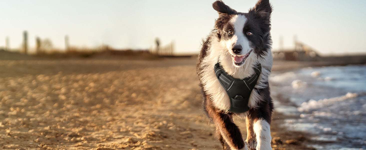 large dog harness