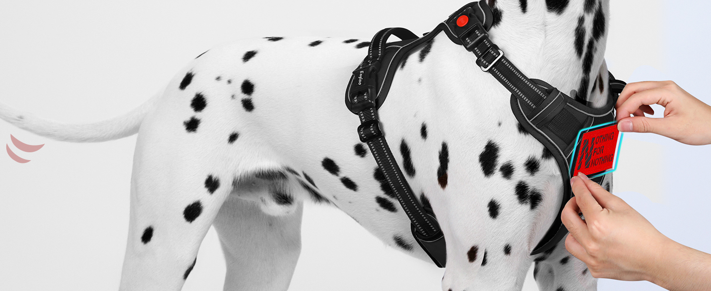 personalized dog harness
