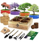 Bonsai Tree Kit, Bonsai Starter Kit with 4 Bonsai Tree Seeds, Tools & Planters, Bonsai Tree Live ...
