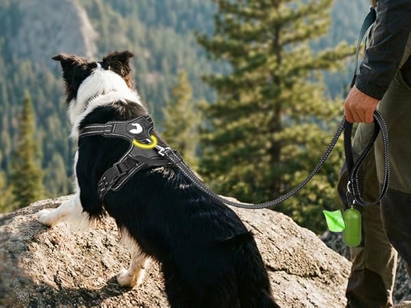 dog harness