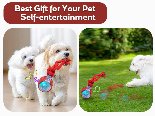 Christmas gift for dogs
