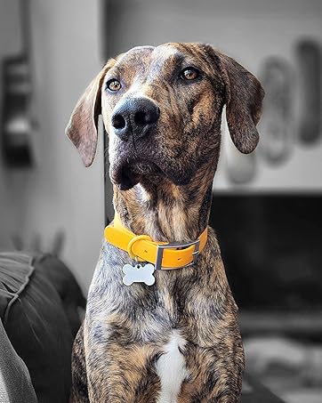 dog collar