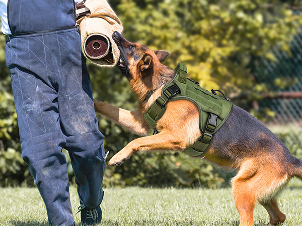 dog harness