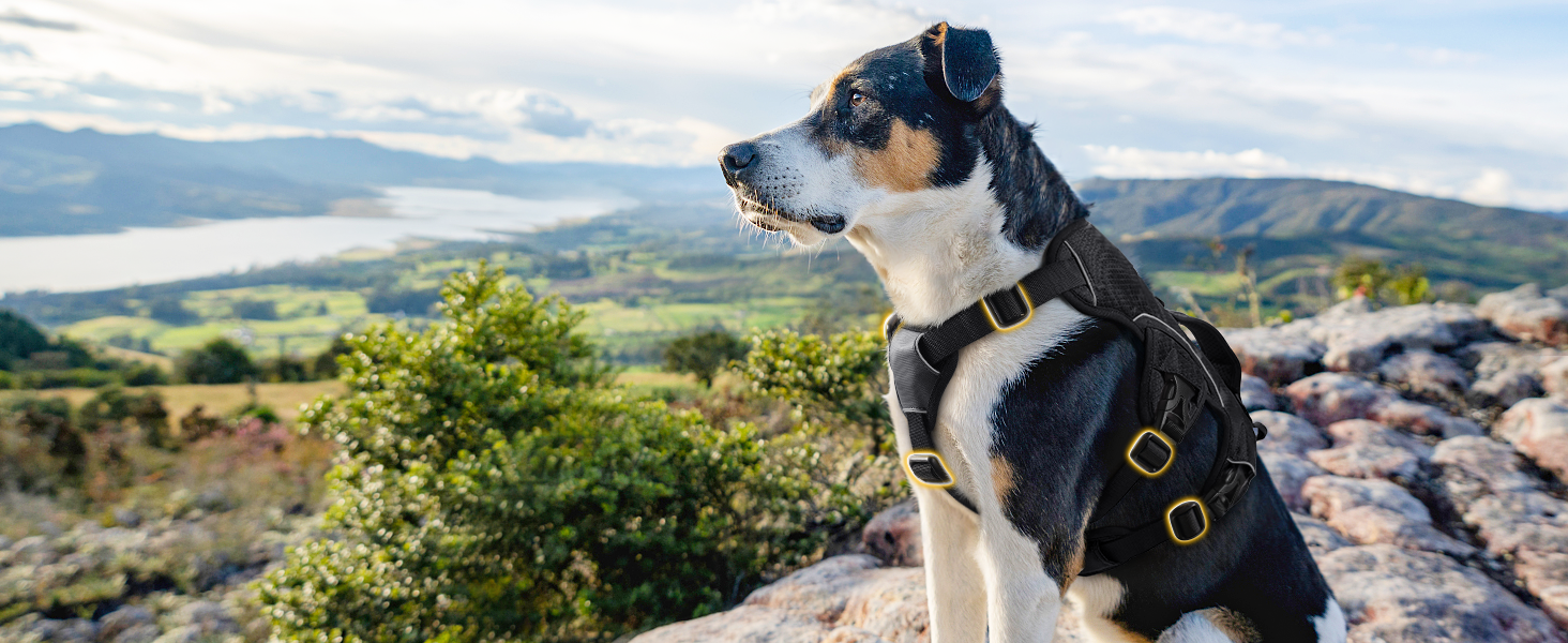 dog harness for large dogs