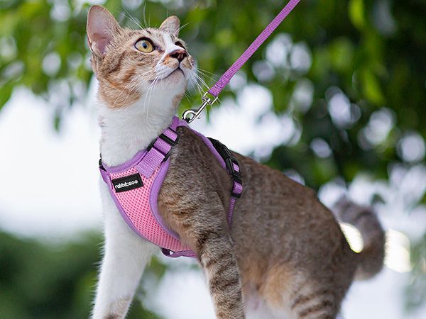 cat harness