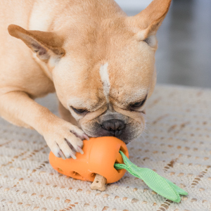 tan dog with petstages crunchcore in its mouth