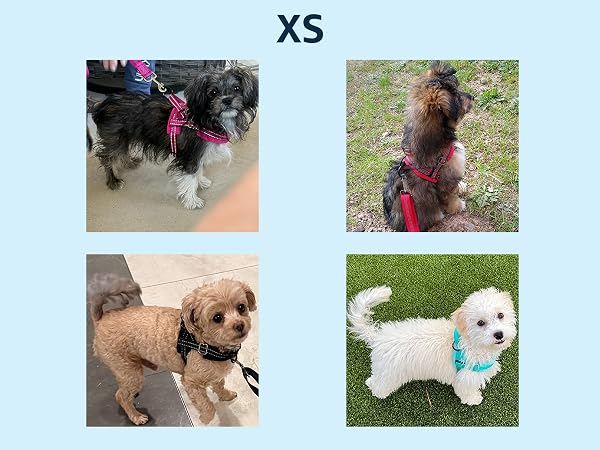small dog harness