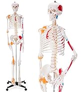 Ultrassist Human Skeleton Model, Life Size Anatomical Skeleton Replica with Spinal Nerves, Muscle...