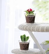 clear nursery pots with drainage