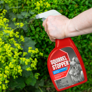 Squirrel stopper liquid product in use