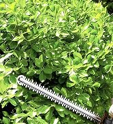 22 inch Cordless Hedge Trimmer
