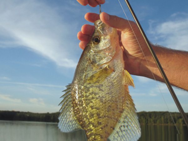 fishing swivel