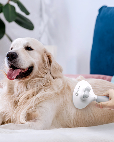 dog brush