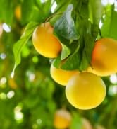 Citrus essential oils