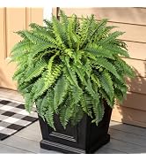 Lifewit Artificial Fern Bush, Faux Fern Plant with 96 Large Fern Fronds, Realistic Artificial Pla...