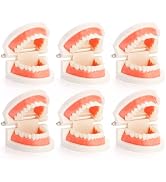 ZENFUN 6 Packs Dental Teeth Model, Dental Demonstration Model for Study, Standard Teeth Models, P...