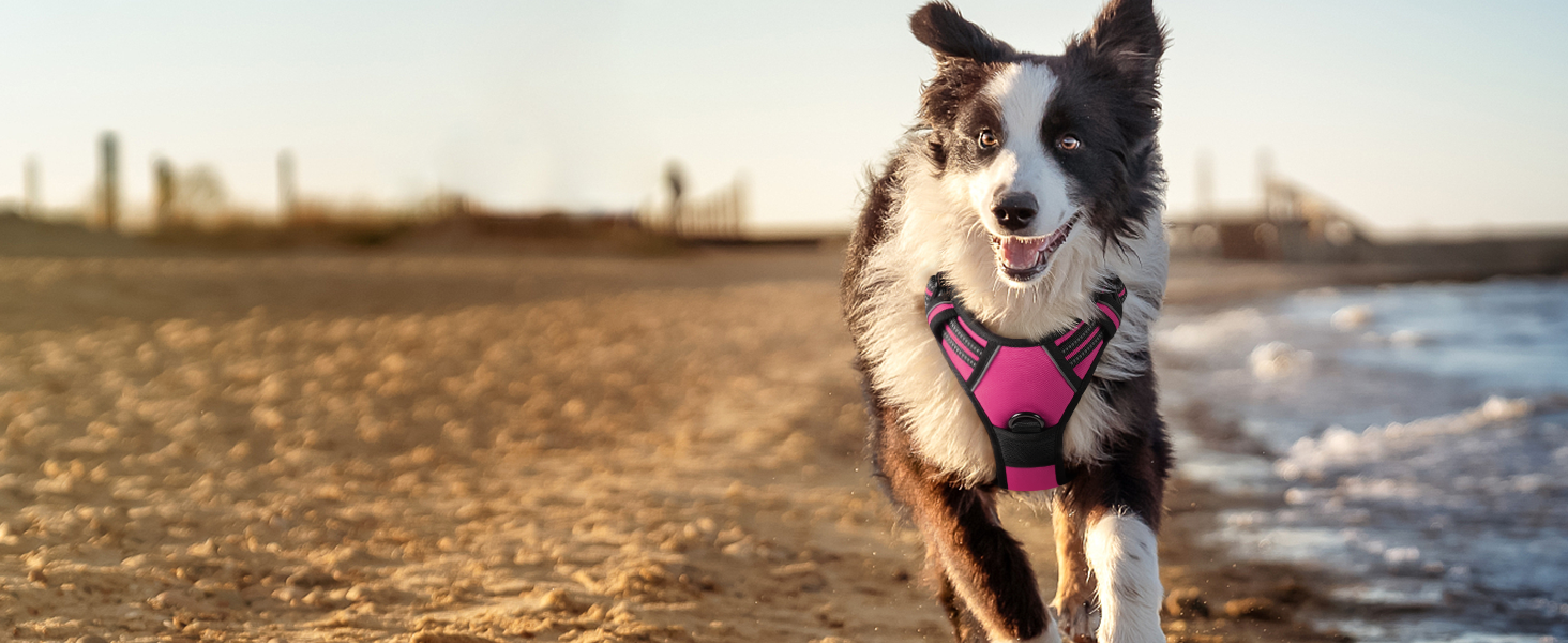 large dog harness