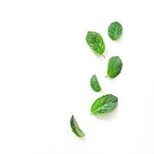 peppermint