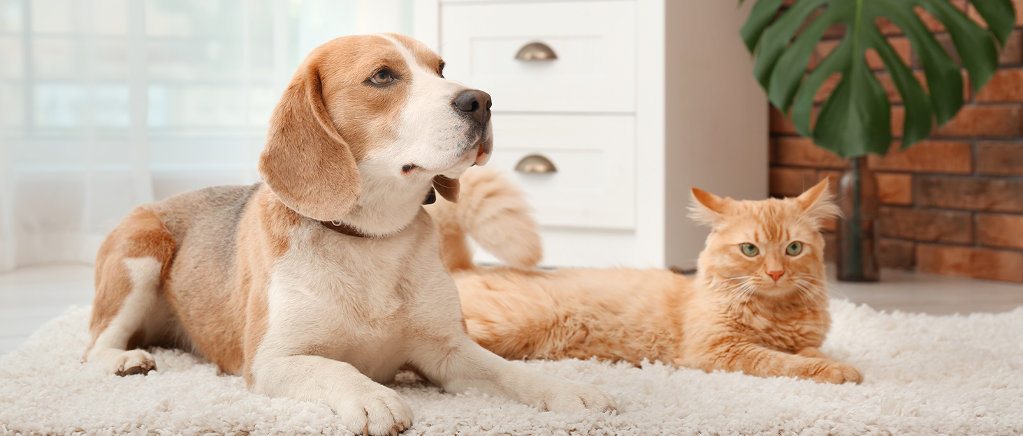 Pets Background