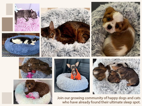 dog beds
