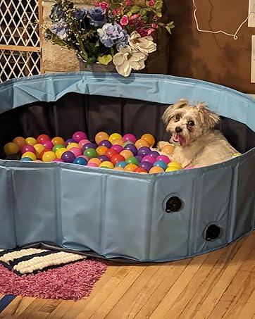 dog pool